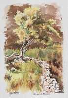 N°1946-Un coin de Provence