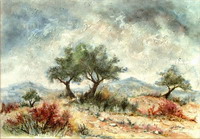 N° 1876 - Oliviers en Provence